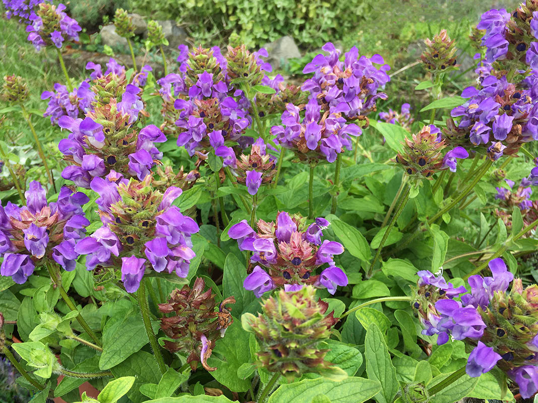 Prunella grandiflora photo